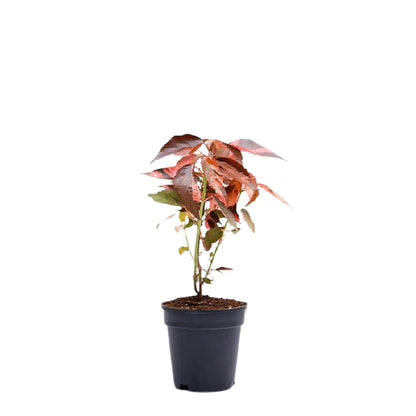 Acalypha wilkesiana, Copper Leaf