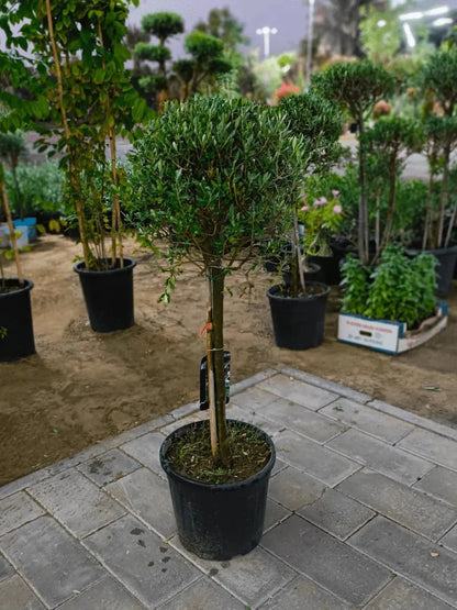 Olive One Head Bonsai