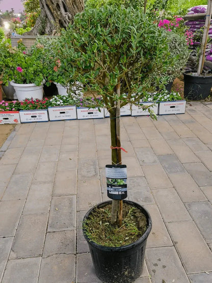 Olive One Head Bonsai