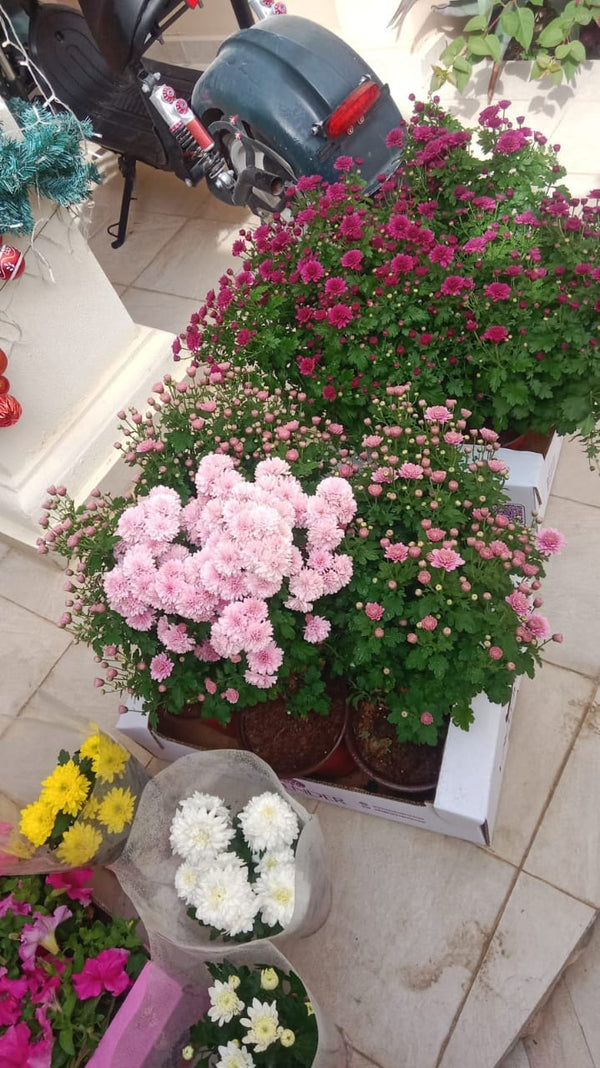 Ahmed Al-Mansoori
