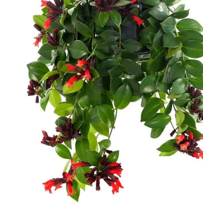 Mona Lisa Plant - Aeschynanthus - Lipstick