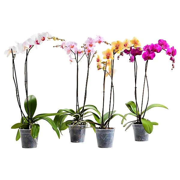 Moth Orchids Plant - Phalaenopsis orchids