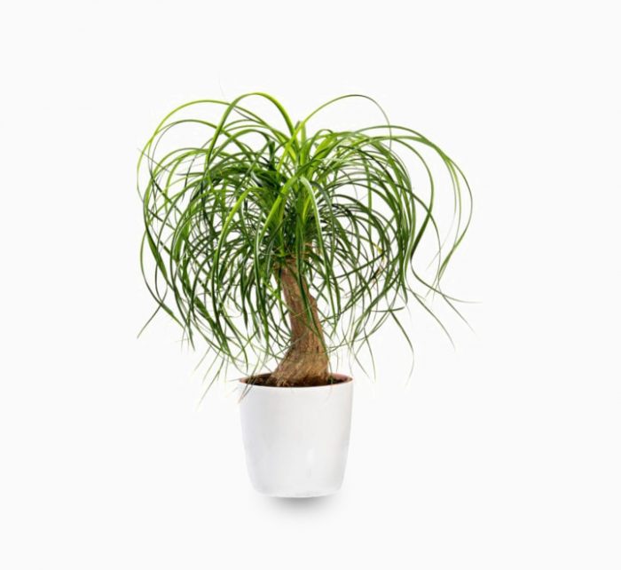 Beaucarnea recurvata ( Elephant-foot Tree )30-40cm