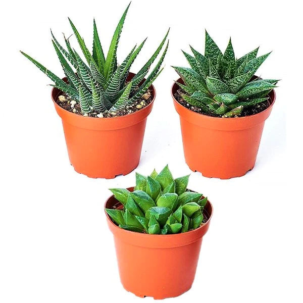 Mini succulents Haworthia