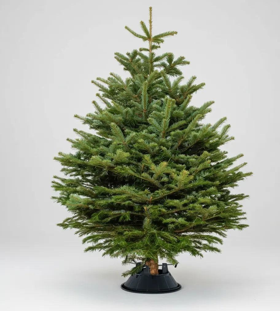 Real Christmas tree, Nordmann fir, Caucasian fir