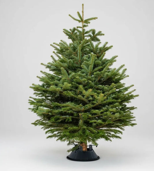 Real Christmas tree, Nordmann fir, Caucasian fir