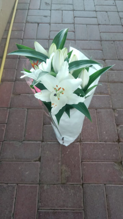 Lilium Lily