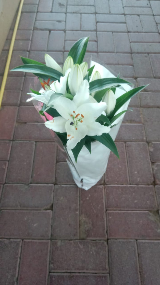Lilium Lily