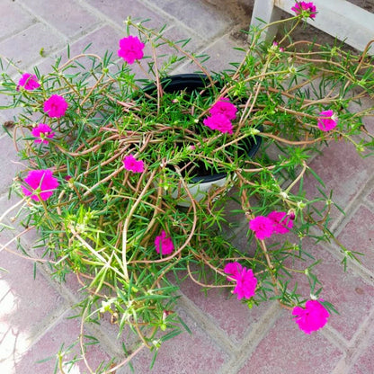 Rose Moss, Portulaca Grandiflora