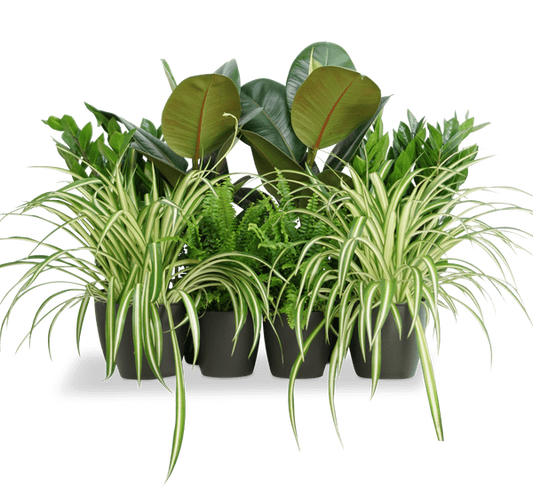 Office Starter Plant Set “Office Indoor Plant” 30-40cm