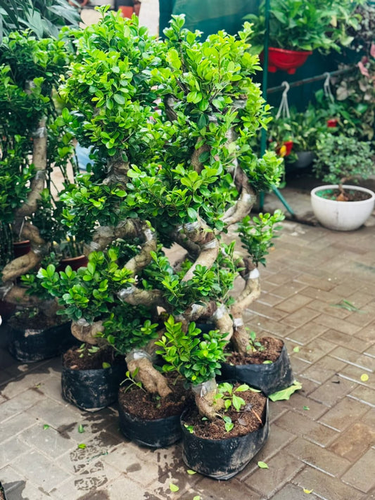 Tall Bonsai Tree in Premium Pot (130–150cm)