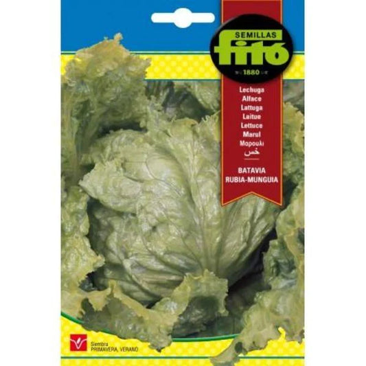 Lettuce Batavia Rubia Munguia Seeds
