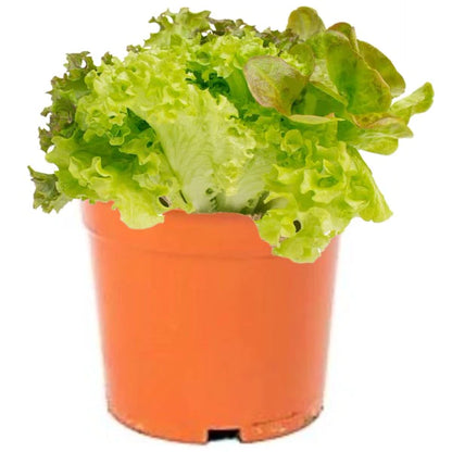Lettuce, Lactuca Sativa