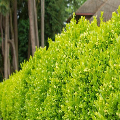 Dodonaea Viscosa, Hopbush